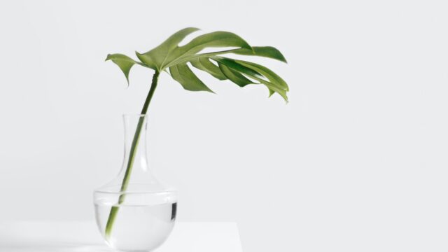 観葉植物を部屋に置く３つのメリットがヤバい件。置かなきゃ損です。